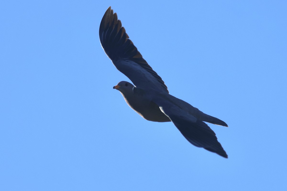 Band-tailed Pigeon - ML634259165