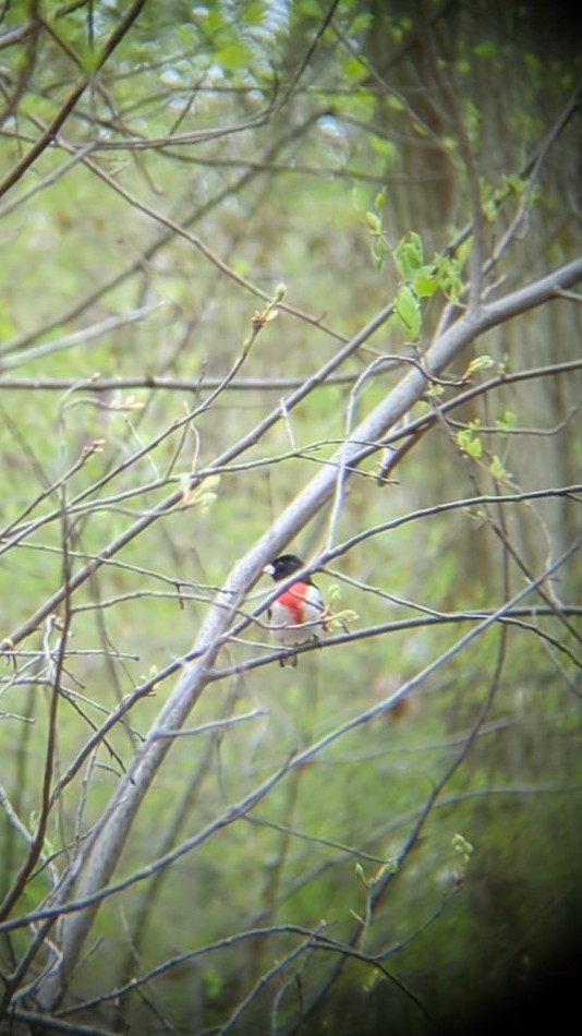 Rose-breasted Grosbeak - ML634259284