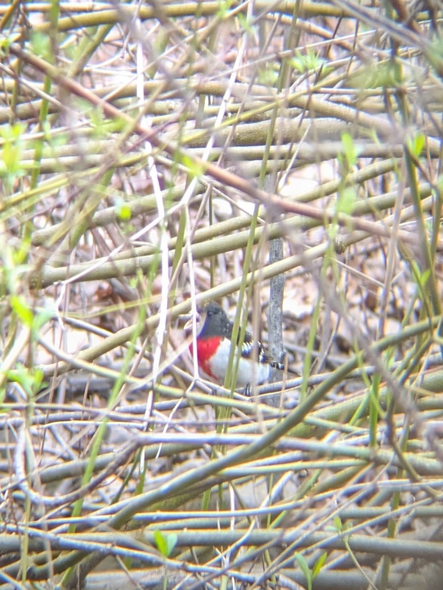 Rose-breasted Grosbeak - ML634259285