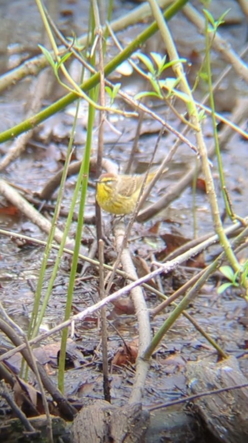 Palm Warbler - ML634259291