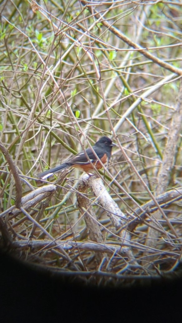 Eastern Towhee - ML634259294
