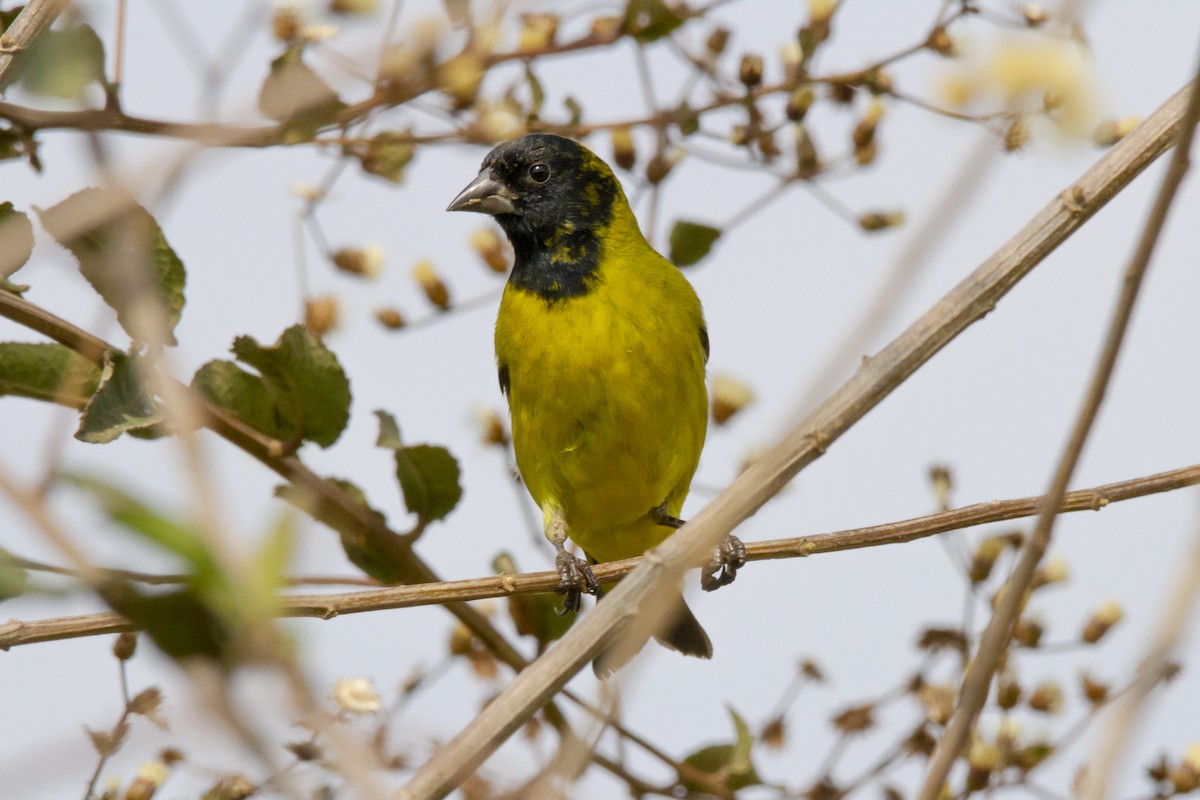 čížek jihoamerický - ML634259326