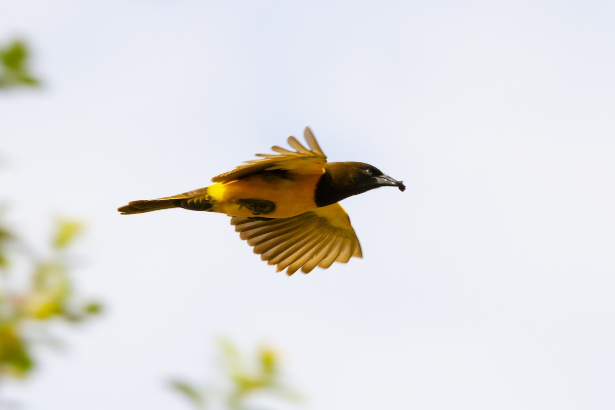 Yellow-rumped Marshbird - ML634259371