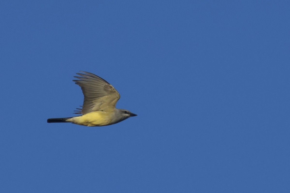 Western Kingbird - ML634259494