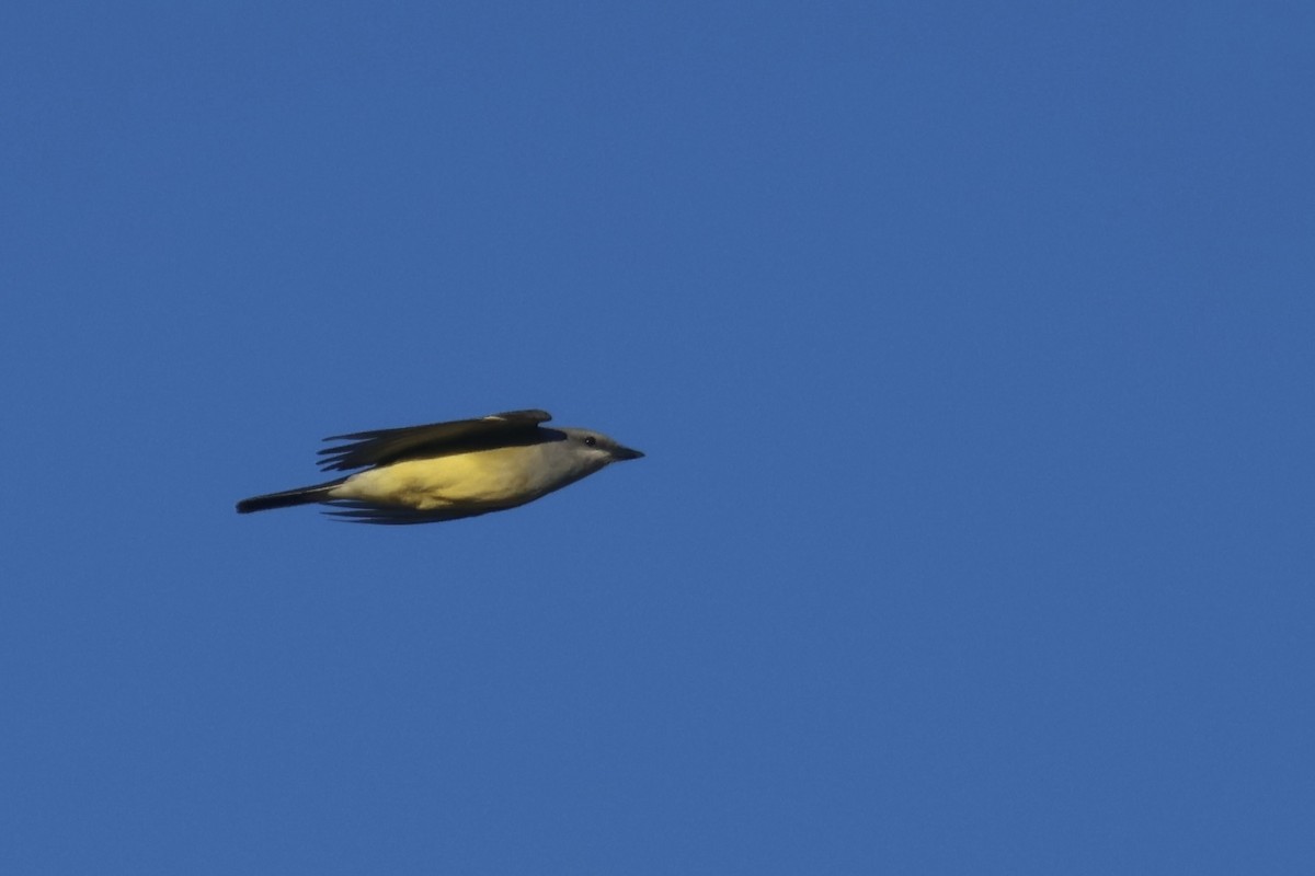 Western Kingbird - ML634259495