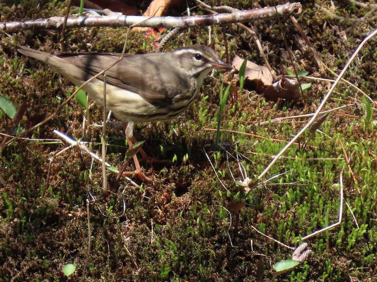 Louisiana Waterthrush - ML634259524