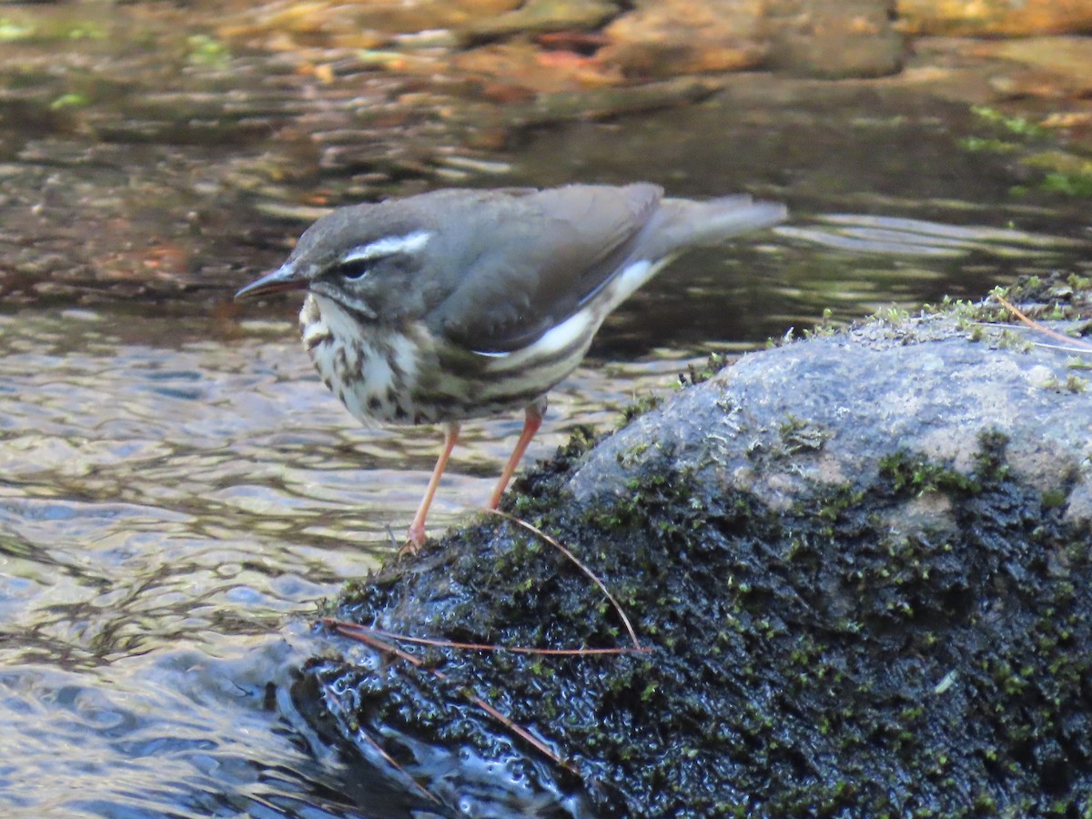 Louisiana Waterthrush - ML634259591
