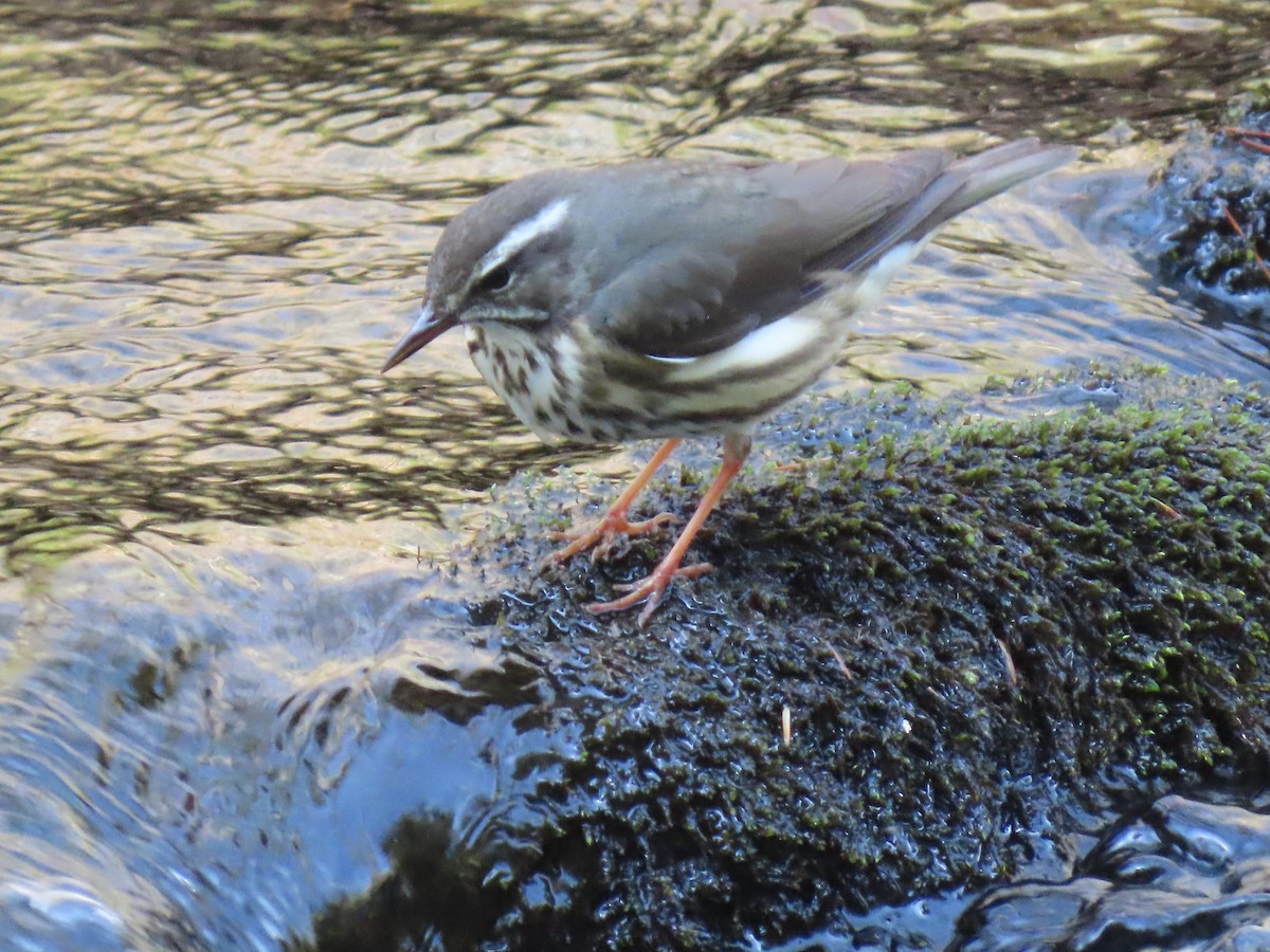 Louisiana Waterthrush - ML634259600