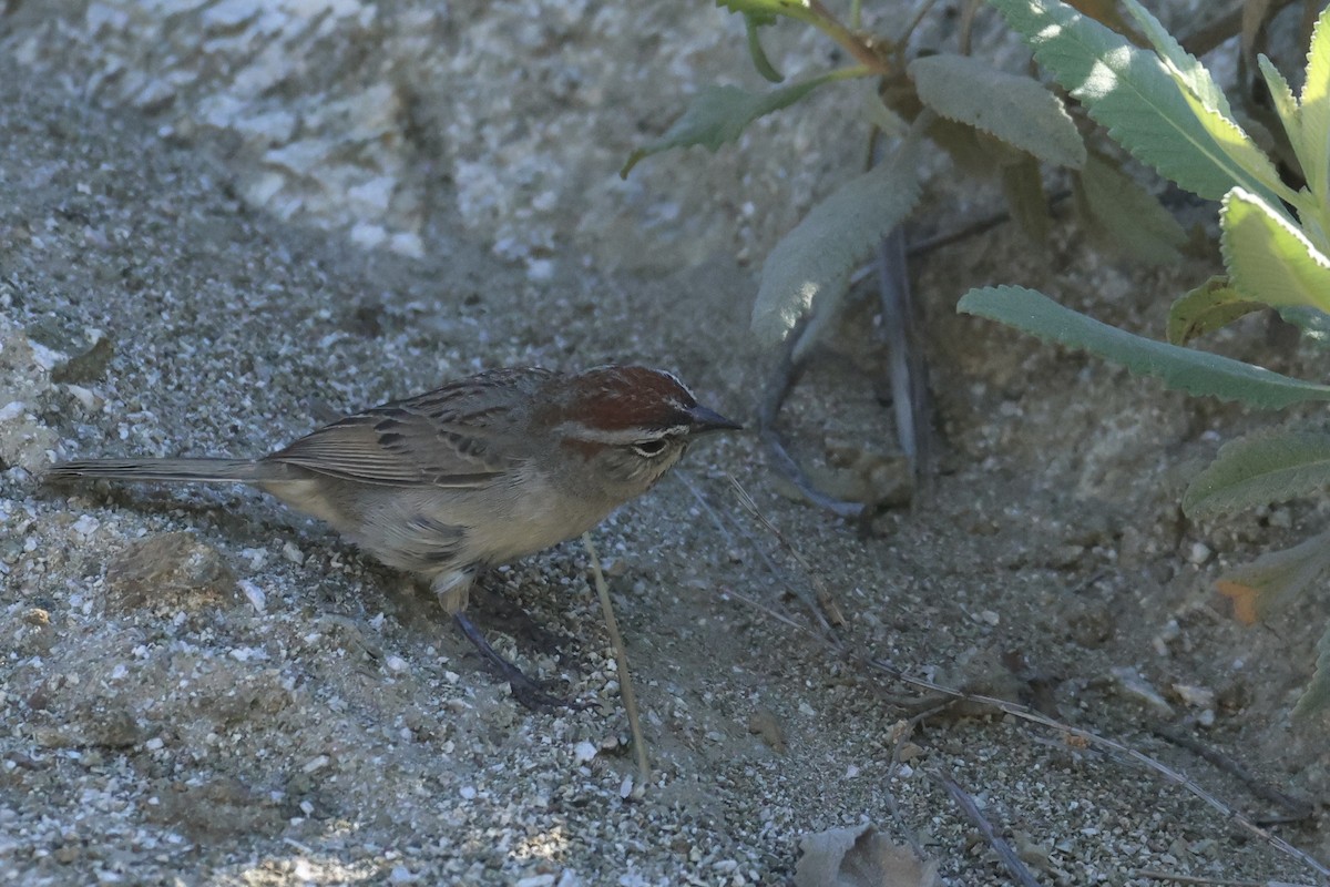 Rufous-crowned Sparrow - ML634259642