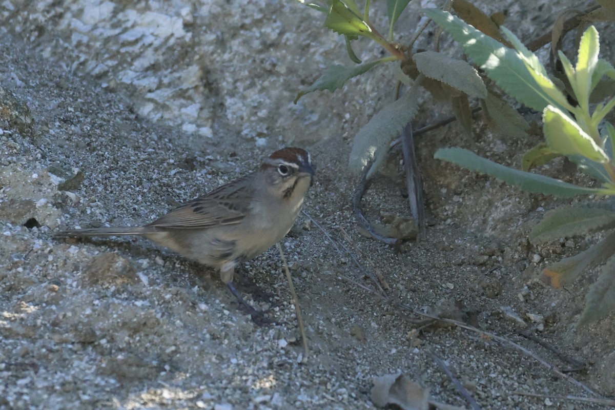 Rufous-crowned Sparrow - ML634259644