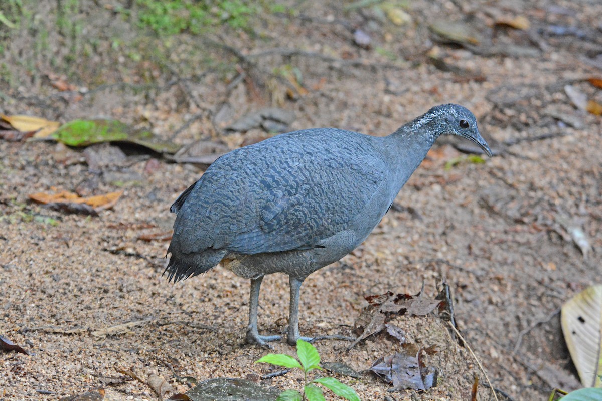 Gray Tinamou - ML634259653