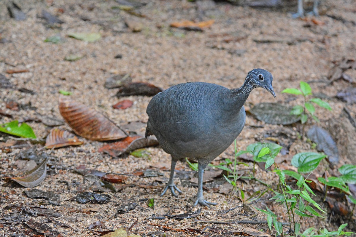 Gray Tinamou - ML634259654