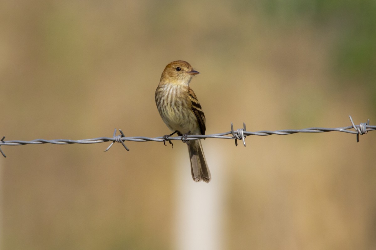 Bran-colored Flycatcher - ML634259660