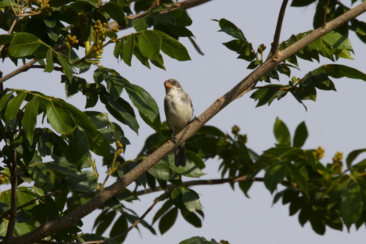 White-bellied Seedeater - ML634259682