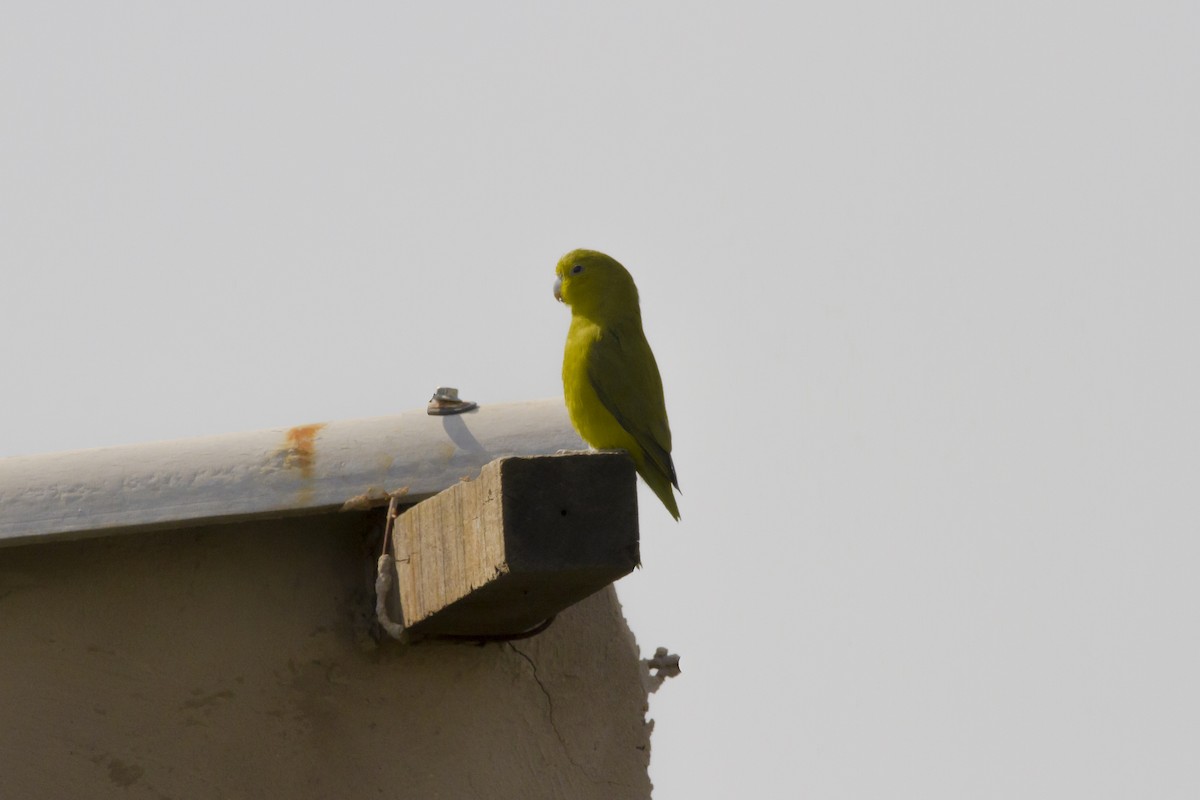 papoušíček modrokřídlý - ML634259701