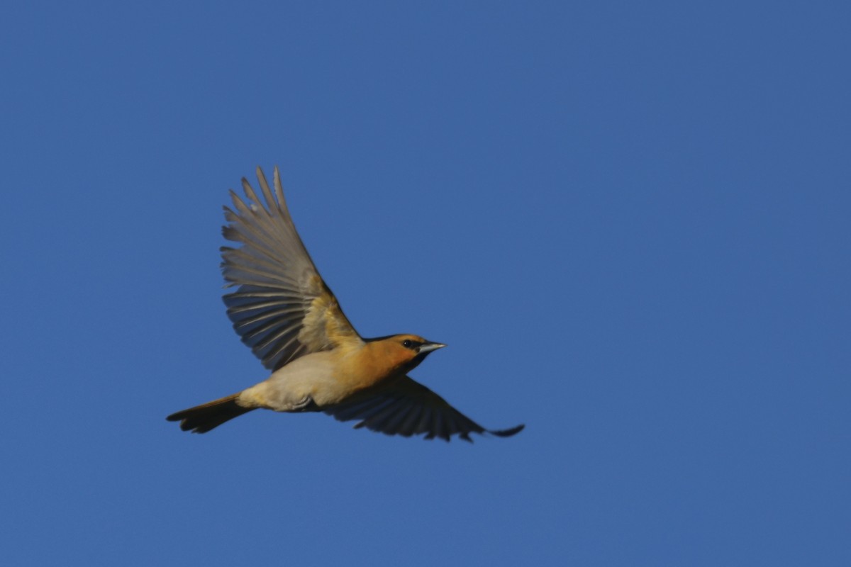 Bullock's Oriole - ML634259703