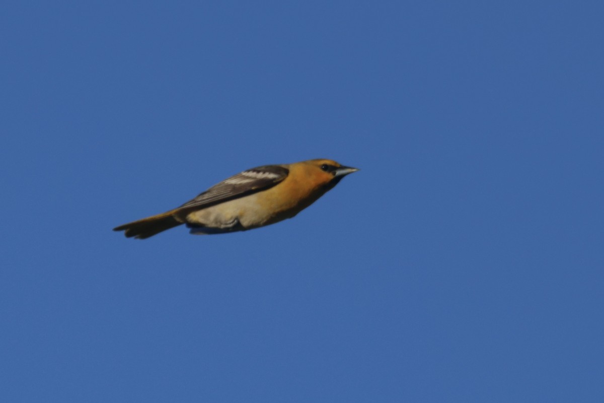 Bullock's Oriole - ML634259704