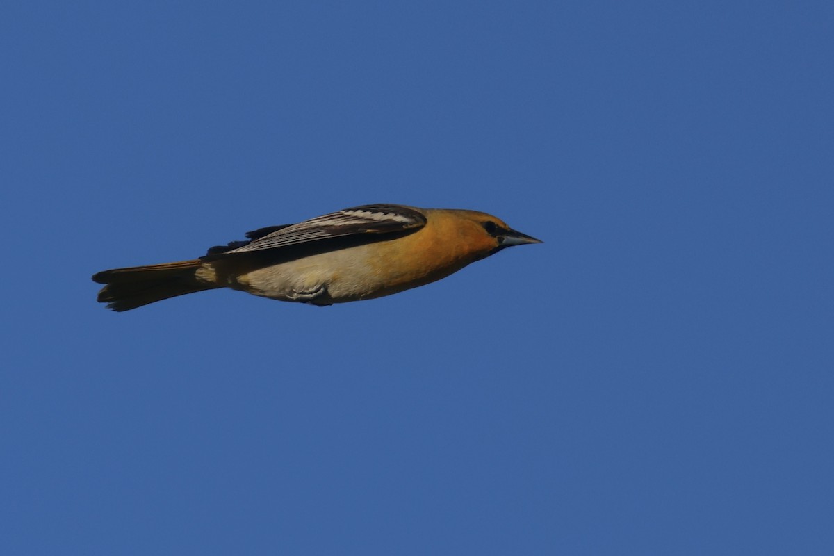 Bullock's Oriole - ML634259705