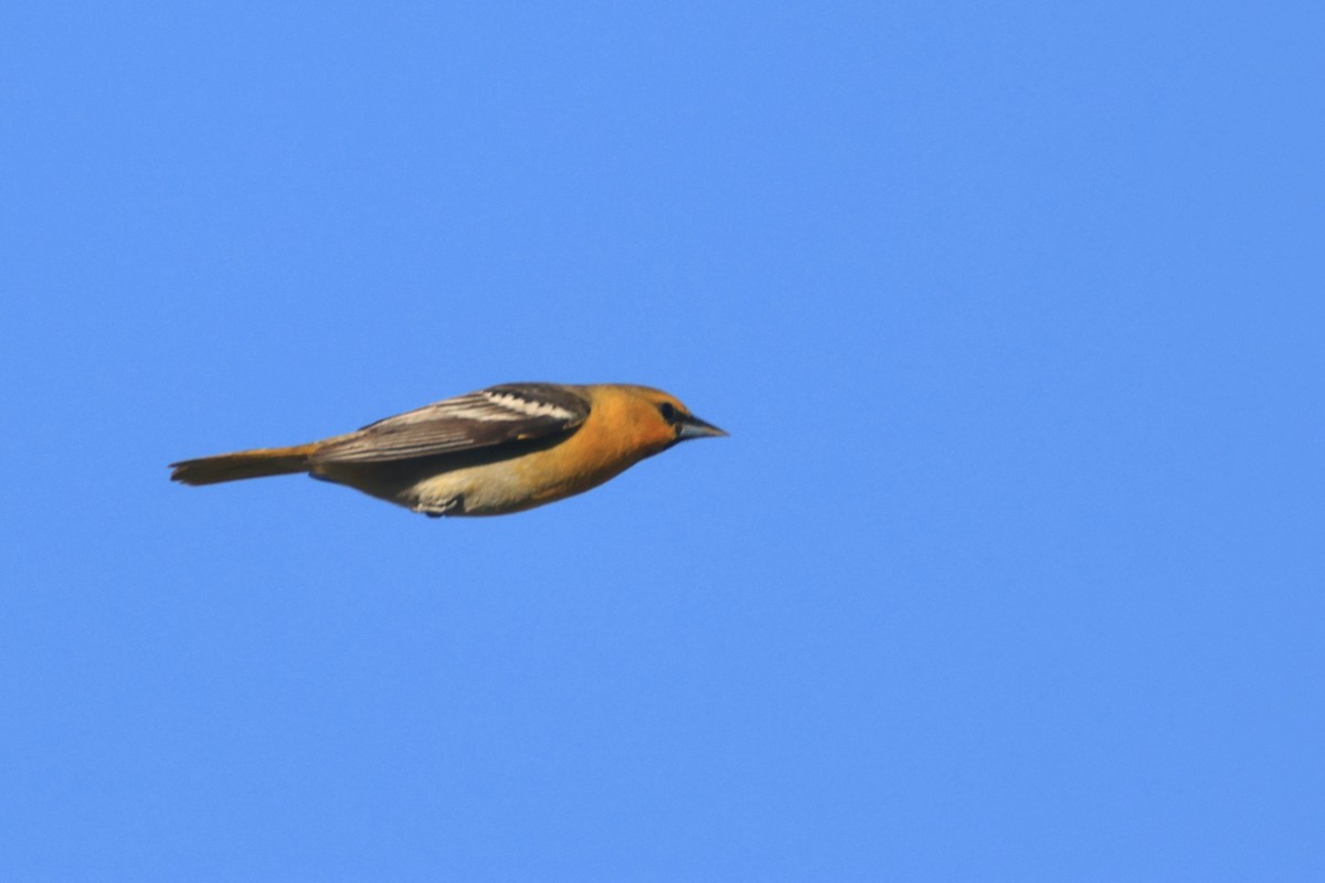 Bullock's Oriole - ML634259706