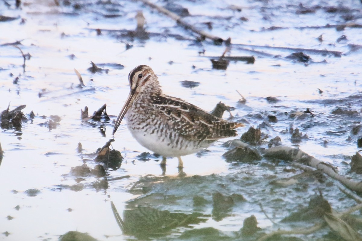 Wilson's Snipe - ML634259732