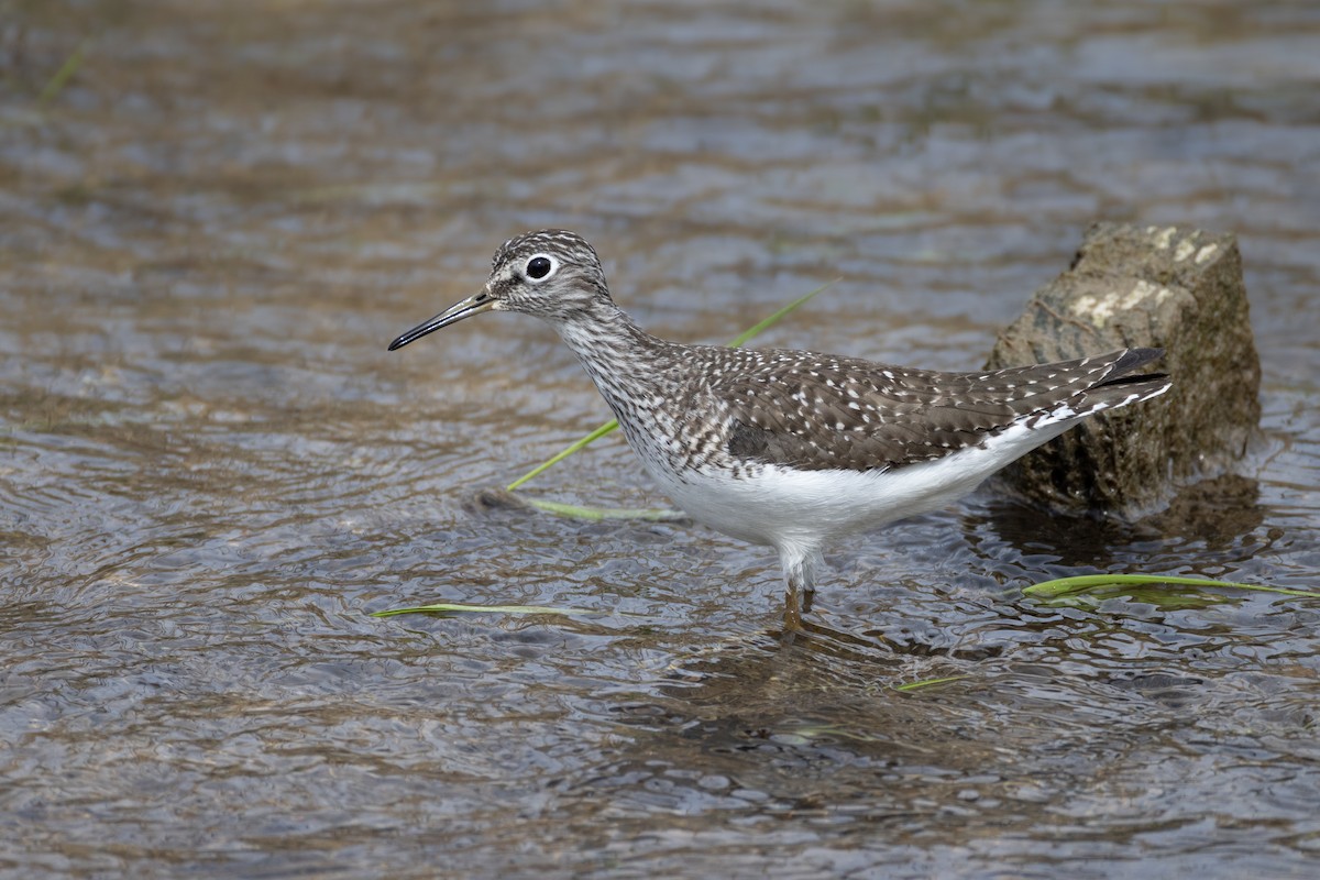 eremittsnipe - ML634259733