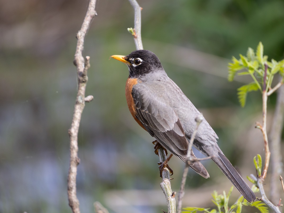 vandretrost - ML634259749