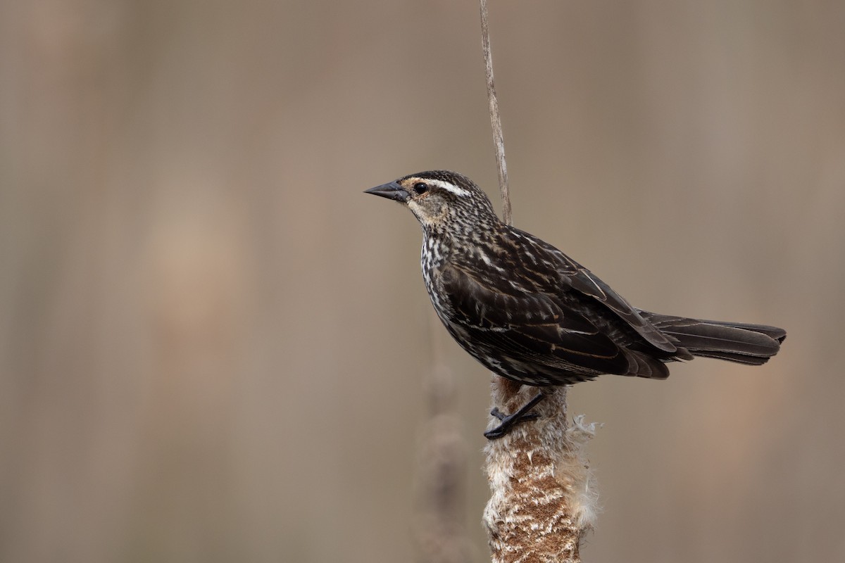 rødvingetrupial - ML634259758