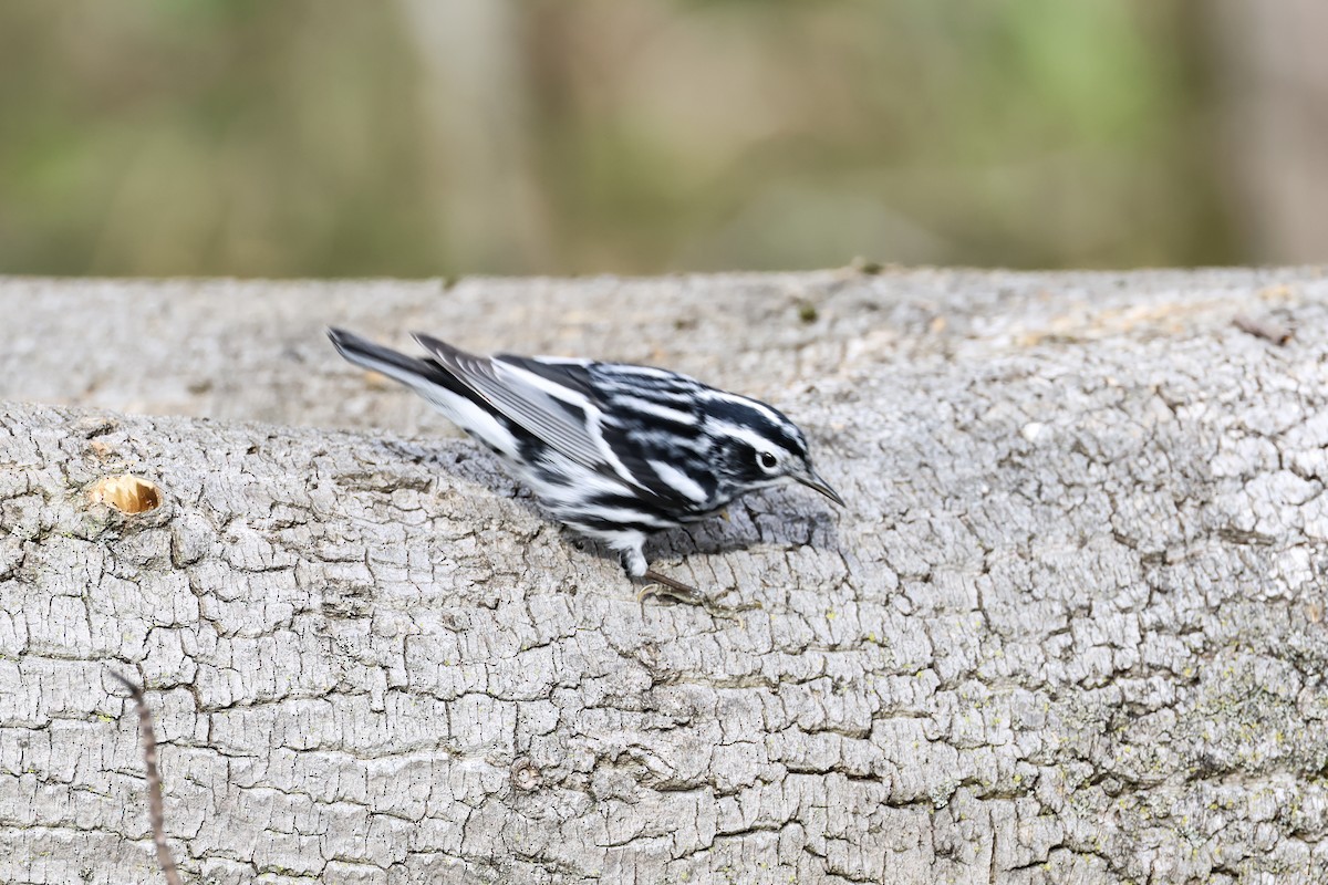 Black-and-white Warbler - ML634259833