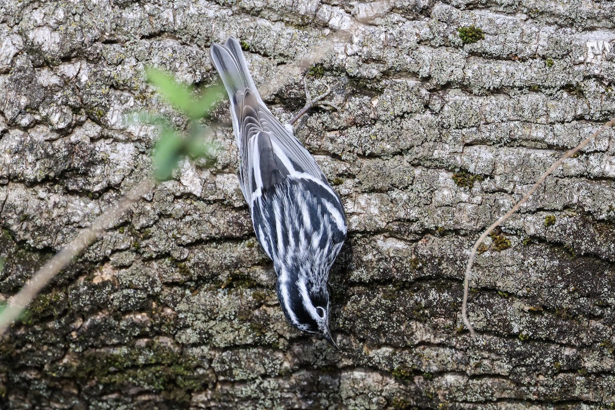 Black-and-white Warbler - ML634259834