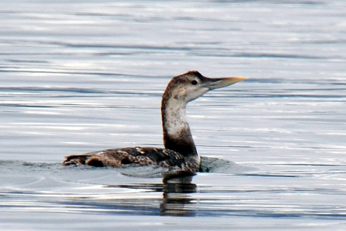 Plongeon à bec blanc - ML63425991