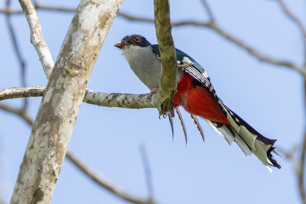 Cuban Trogon - ML634259978