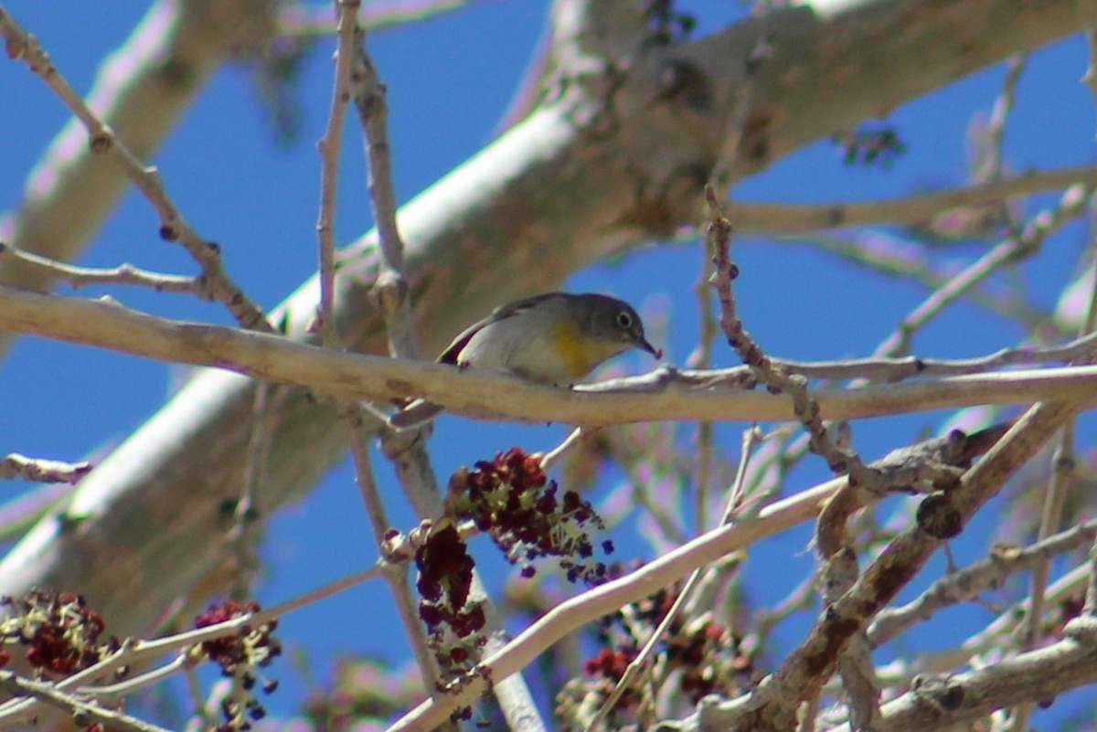 Virginia's Warbler - ML634259989
