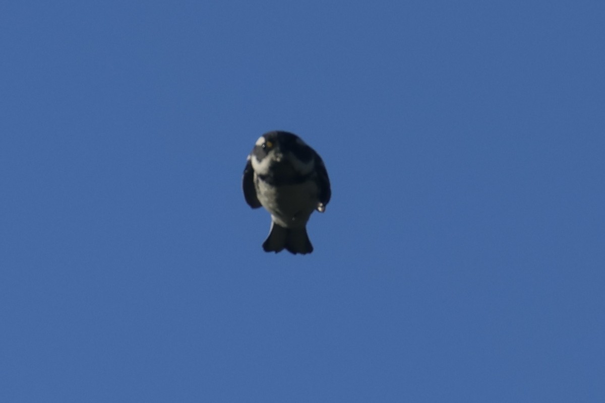 Black-throated Gray Warbler - ML634259992