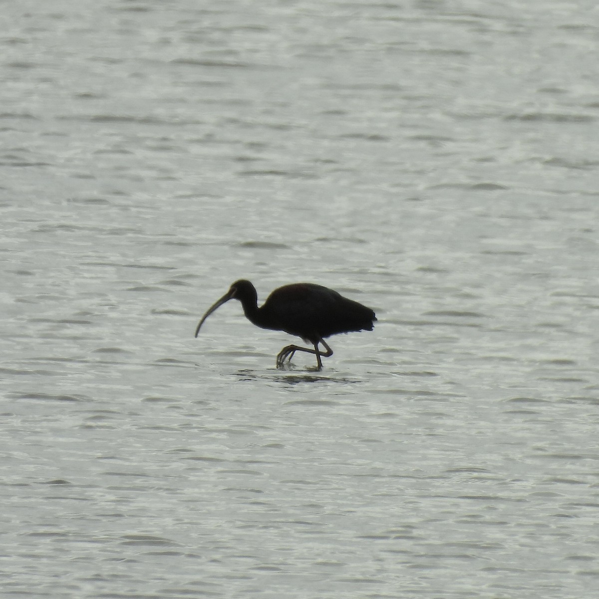 White-faced Ibis - ML634260025