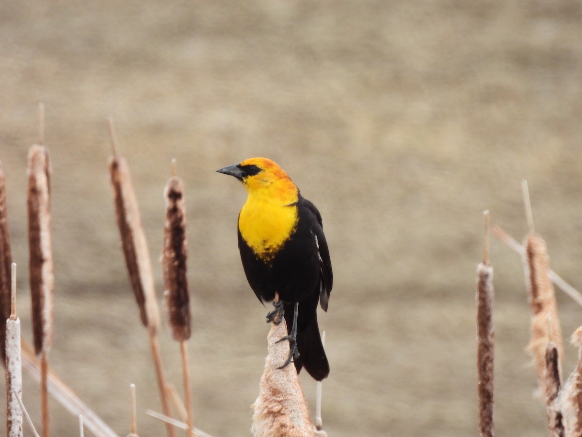 Yellow-headed Blackbird - ML634260055