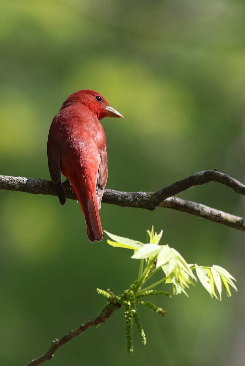 Summer Tanager - ML634260080