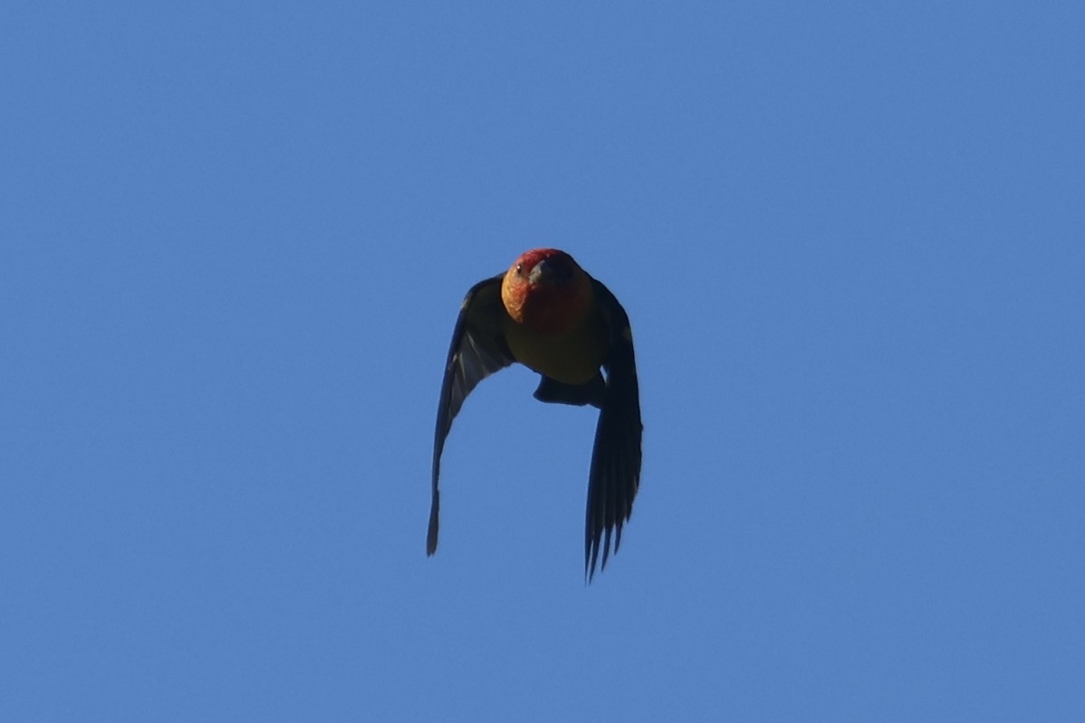 Western Tanager - ML634260110