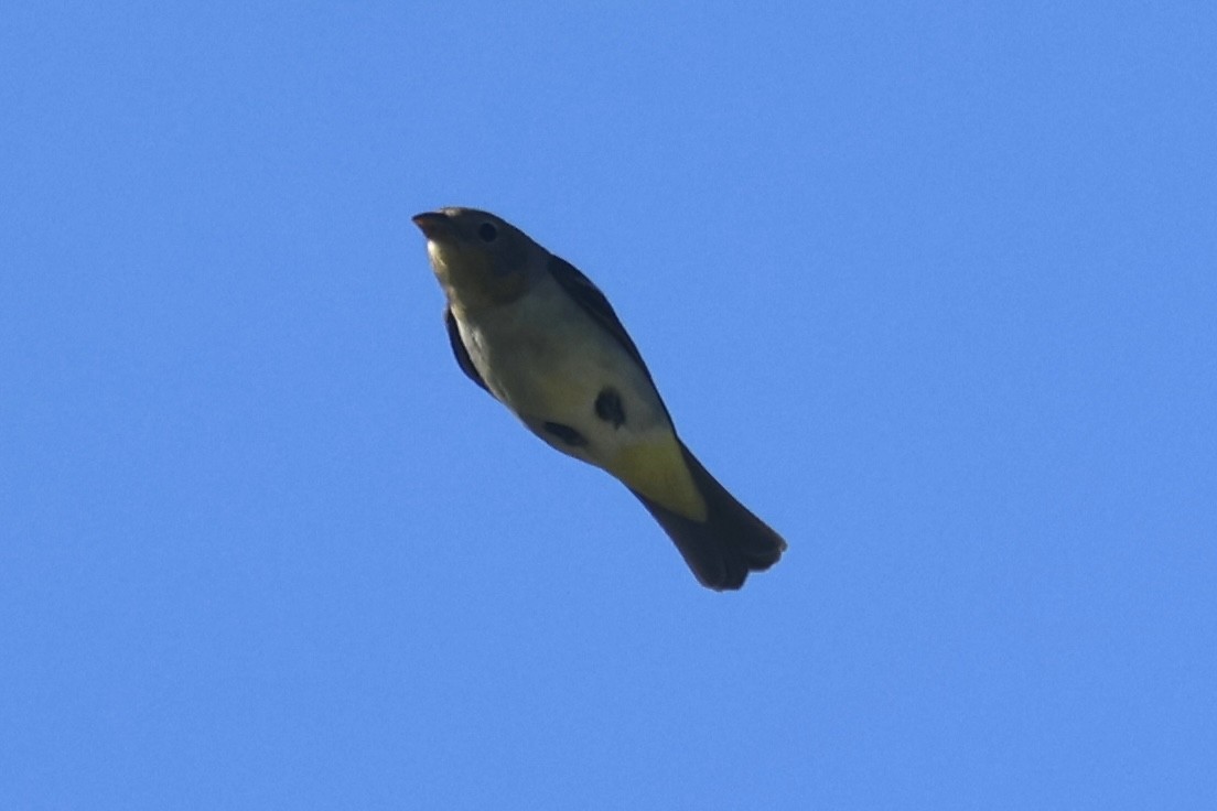 Western Tanager - ML634260111