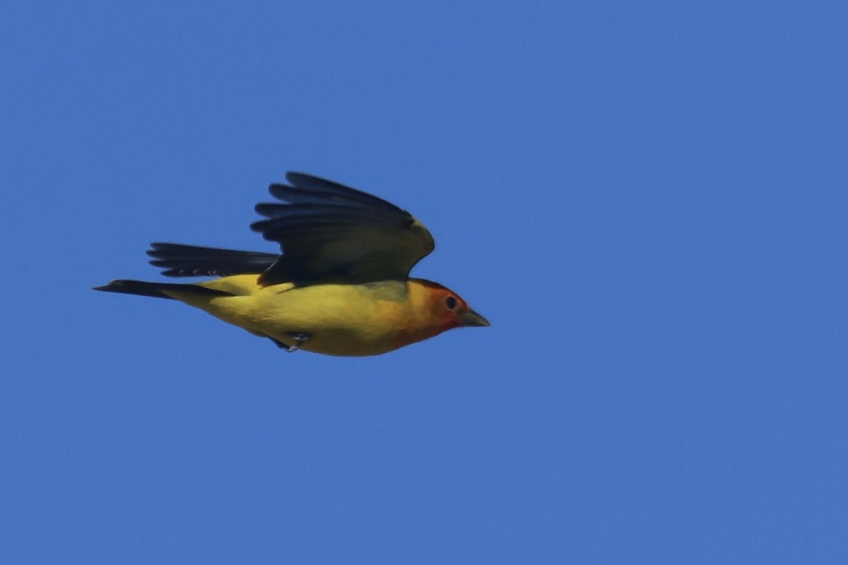 Western Tanager - ML634260113