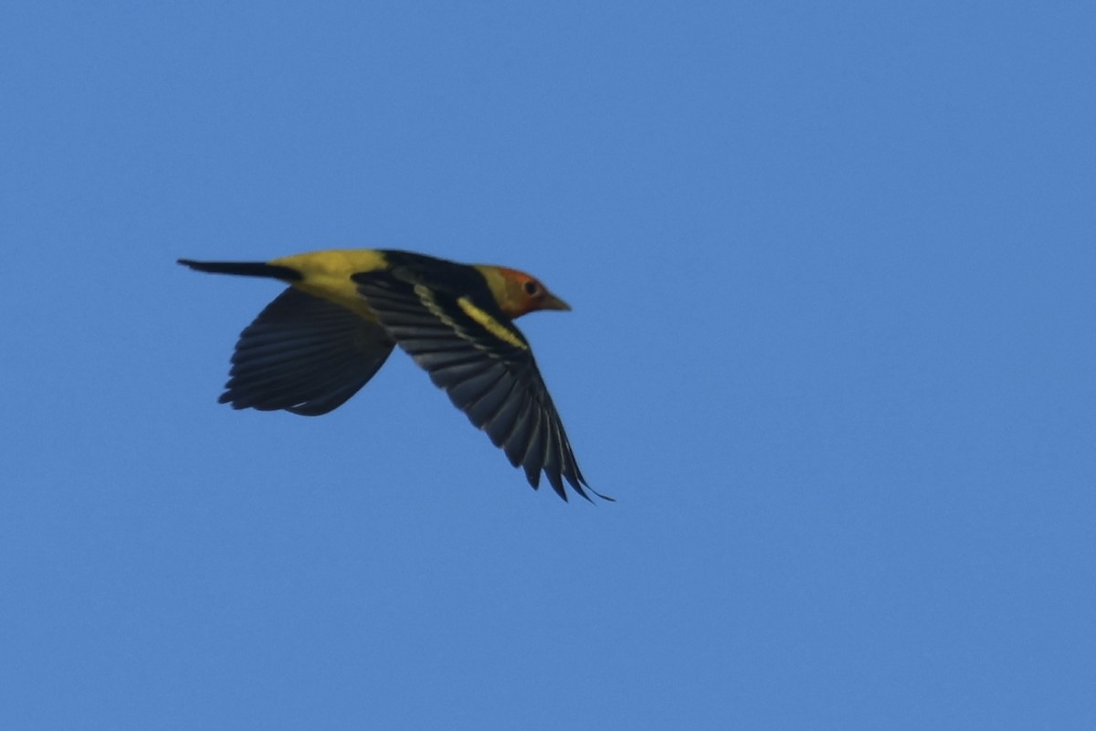Western Tanager - ML634260115