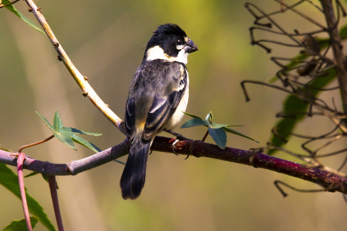 Rusty-collared Seedeater - ML634260133
