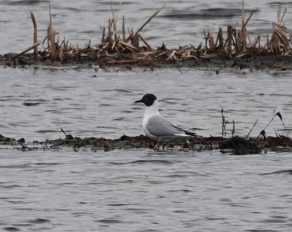 Bonaparte's Gull - ML634260142