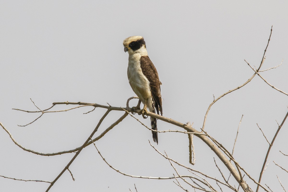 sokolec volavý - ML634260151