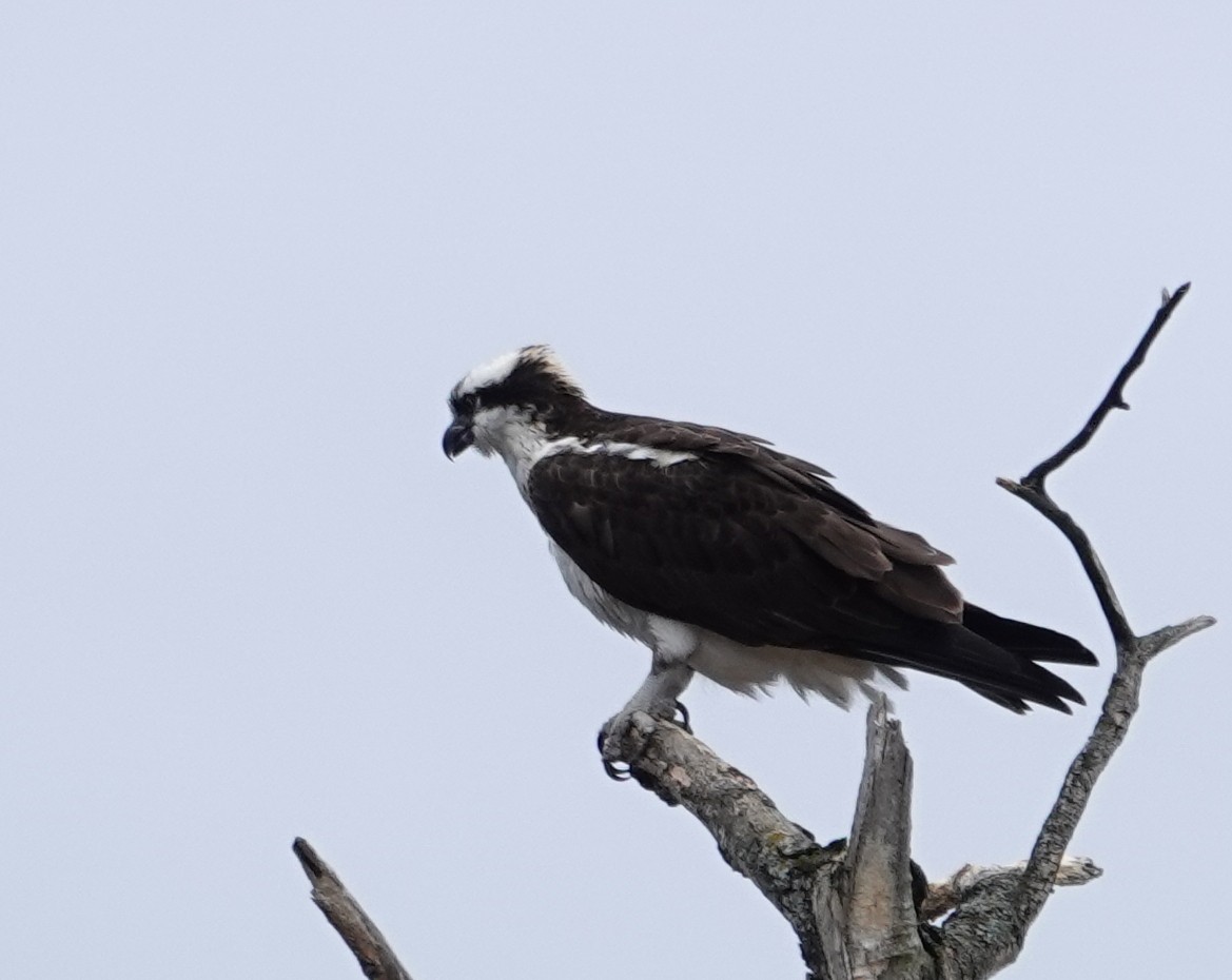 Osprey - ML634260159