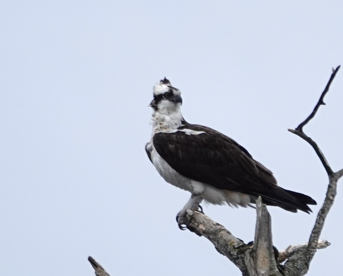 Osprey - ML634260160
