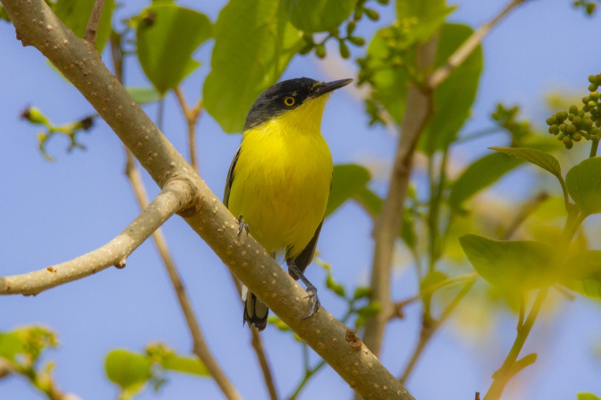 Common Tody-Flycatcher - ML634260166