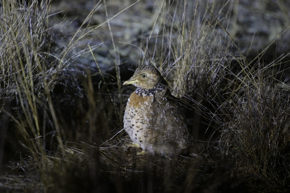 Plains-wanderer - ML634260168
