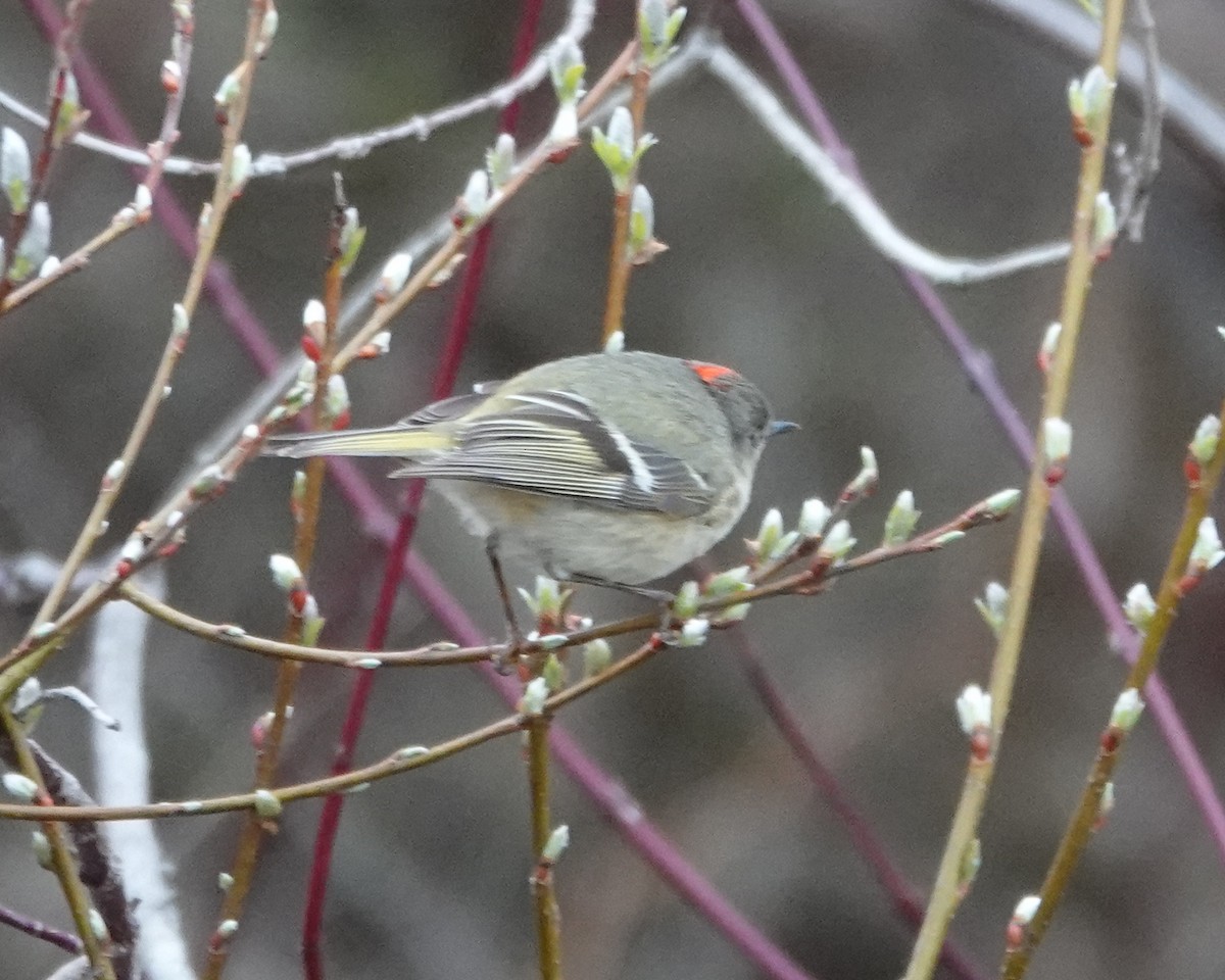 Ruby-crowned Kinglet - ML634260174