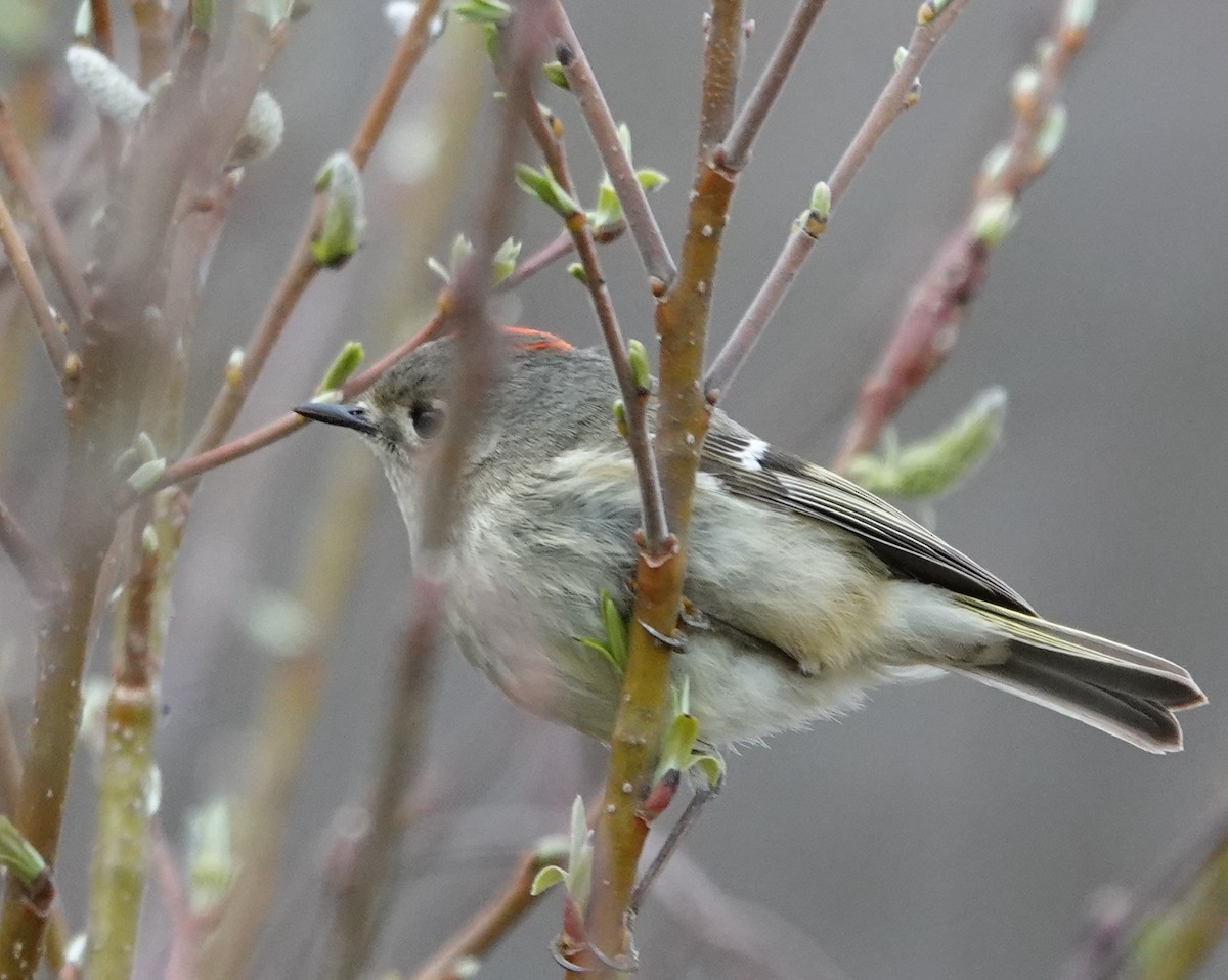 Ruby-crowned Kinglet - ML634260175