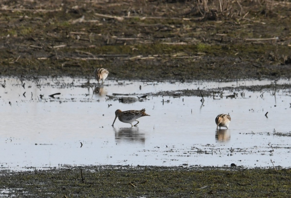 Wilson's Snipe - ML634260181